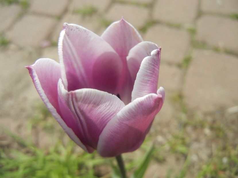 Tulipa Synaeda Blue (2017, April 16) - Tulipa Synaeda Blue