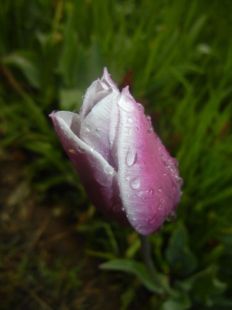 Tulipa Synaeda Blue (2017, April 20) - Tulipa Synaeda Blue