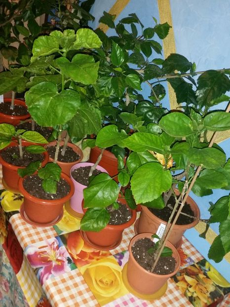 07-10-2017 - Hibiscusi 2017