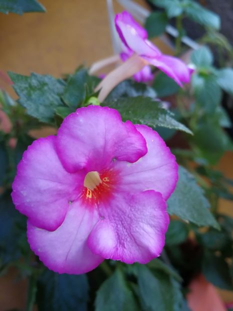  - Achimenes 2017