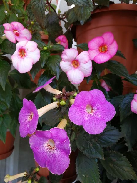  - Achimenes 2017
