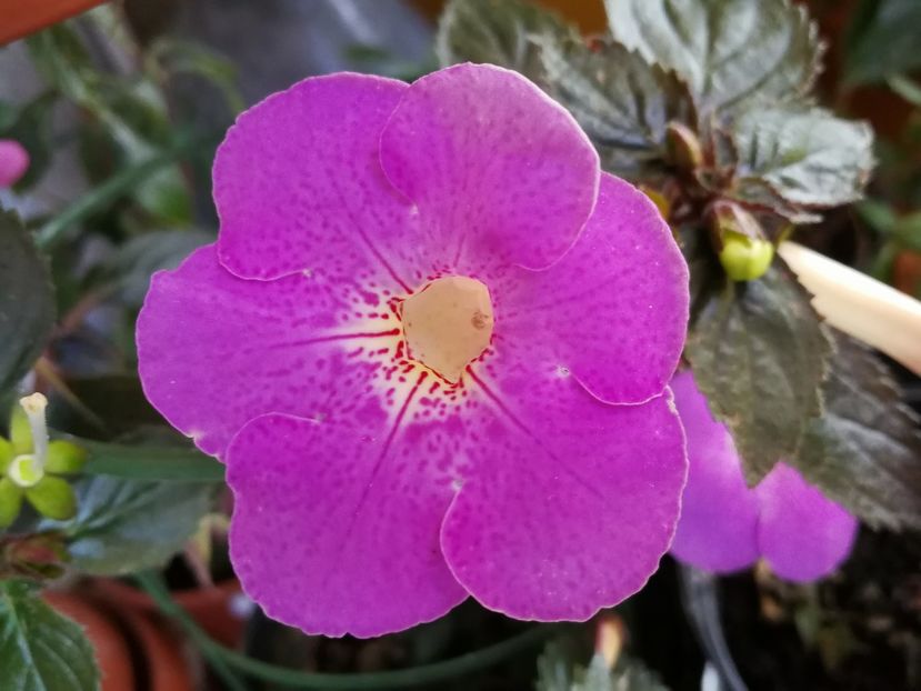  - Achimenes 2017