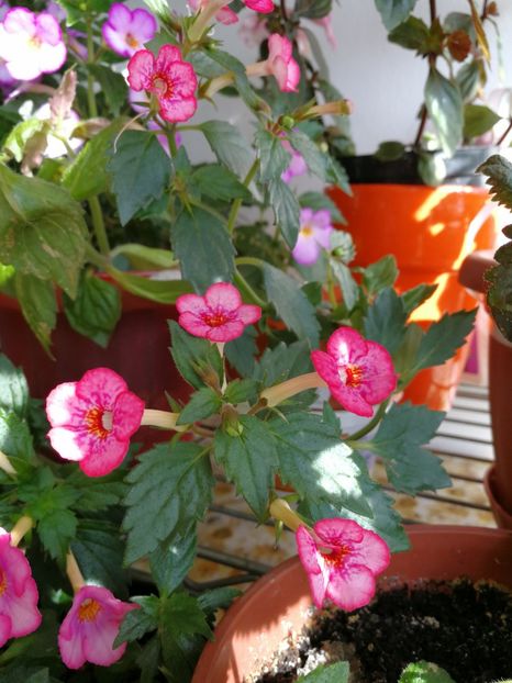  - Achimenes 2017