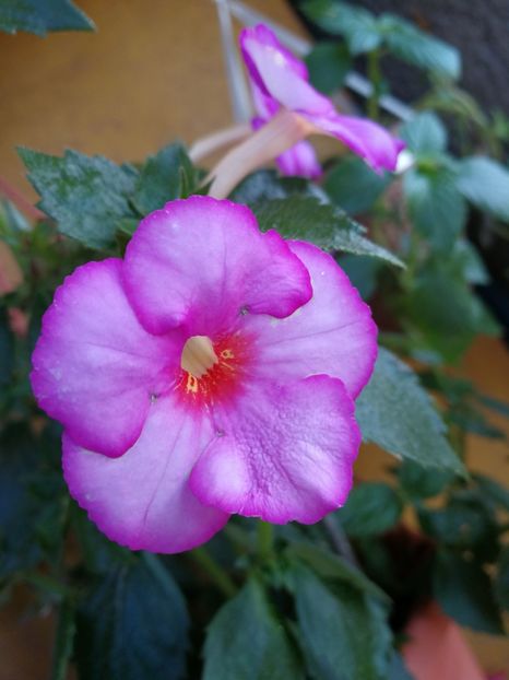  - Achimenes 2017