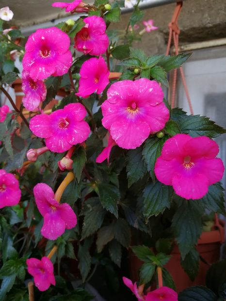  - Achimenes 2017