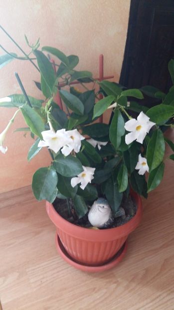 1507385351439-402935063 - 2017 DIPLADENII