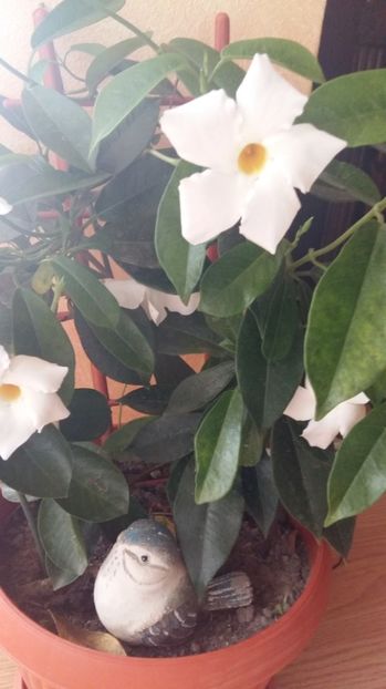 1507385384905-505484451 - 2017 DIPLADENII