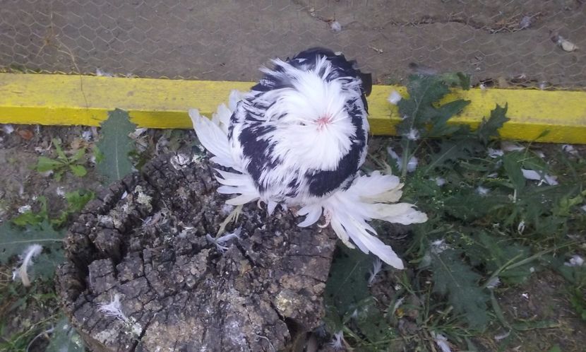  - TOBOSARI DE BUHARA