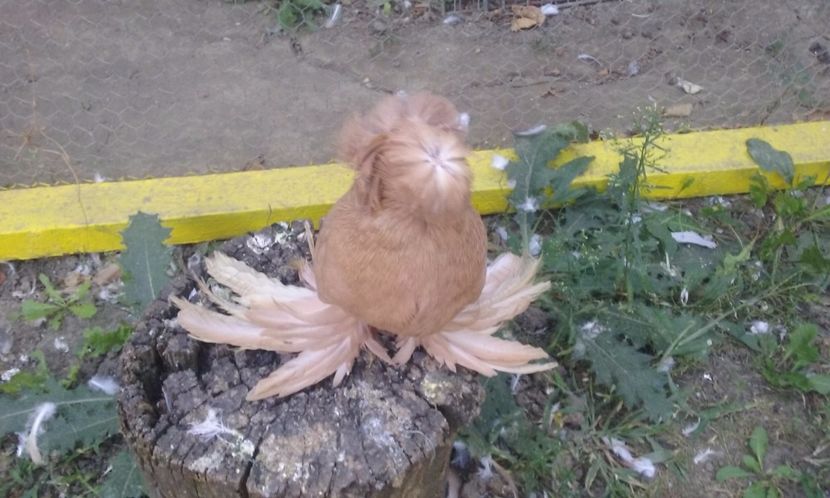 masc. 2017 - TOBOSARI DE BUHARA