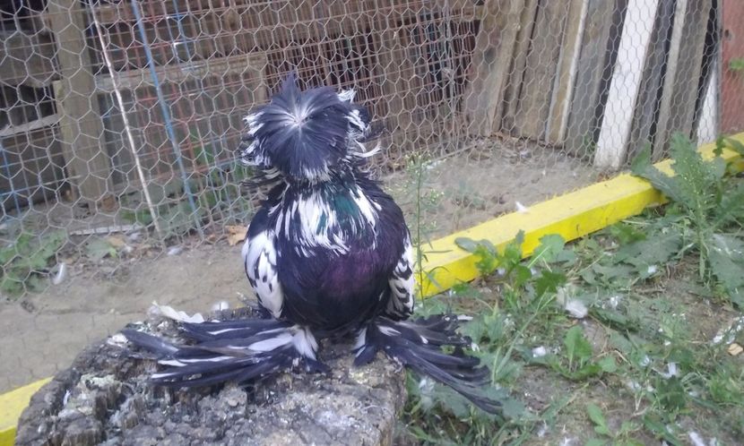 masc. 2017 - TOBOSARI DE BUHARA