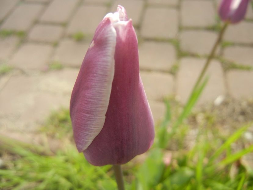 Tulipa Synaeda Blue (2017, April 21) - Tulipa Synaeda Blue