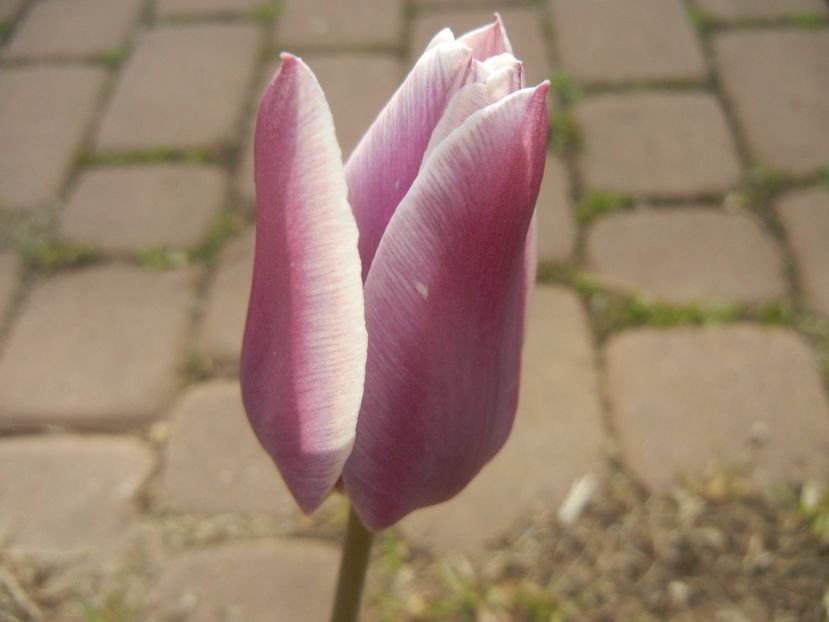 Tulipa Synaeda Blue (2017, April 21) - Tulipa Synaeda Blue