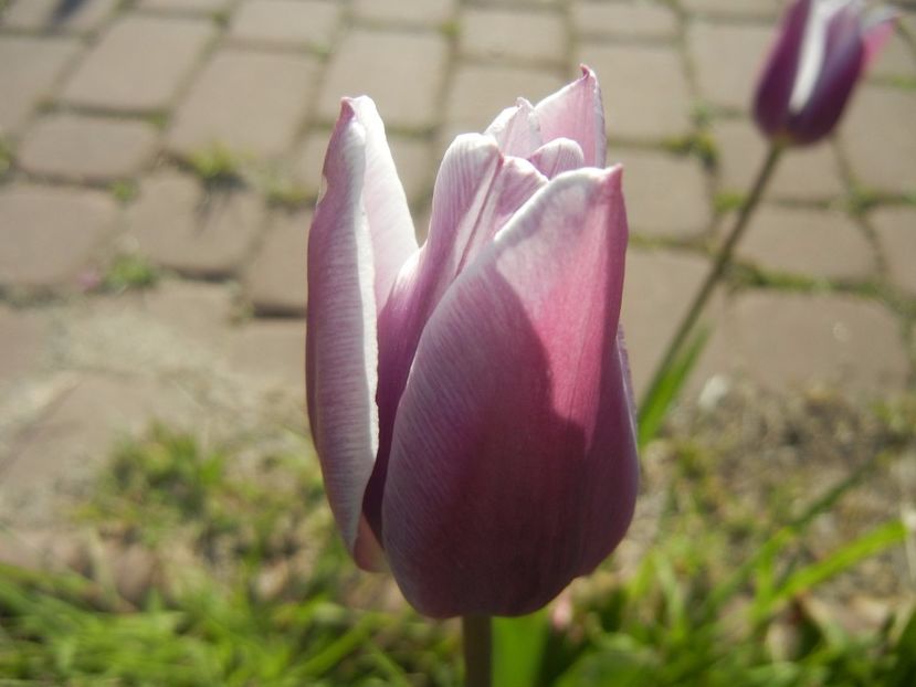 Tulipa Synaeda Blue (2017, April 22) - Tulipa Synaeda Blue
