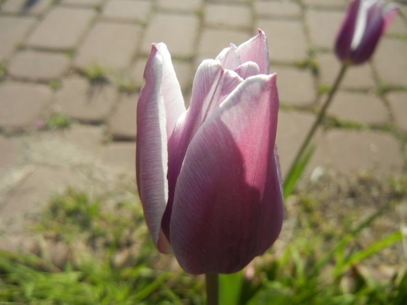 Tulipa Synaeda Blue (2017, April 22) - Tulipa Synaeda Blue