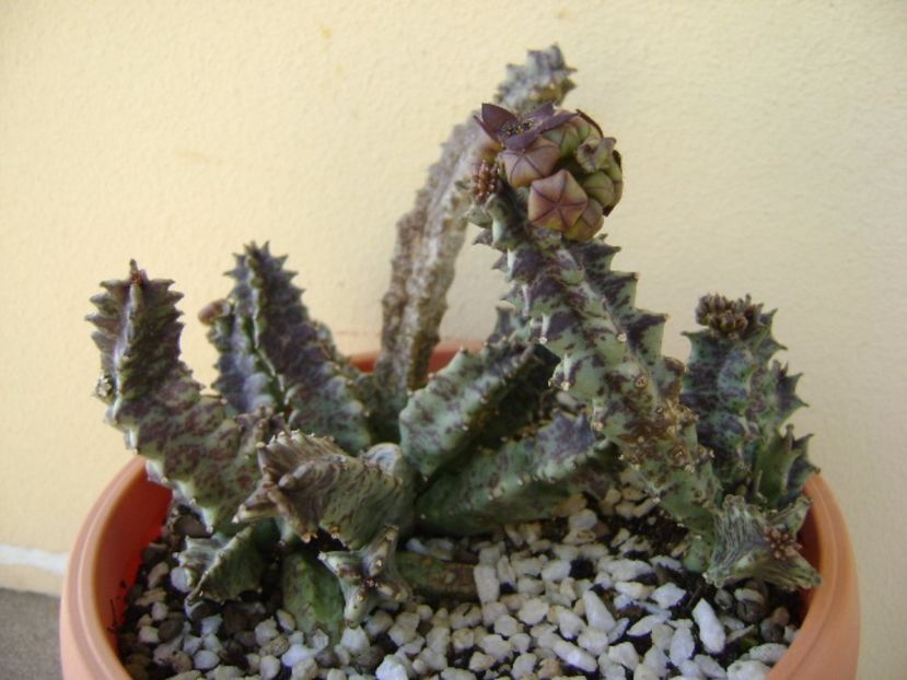 Caralluma europaea - Stapeliade 2017