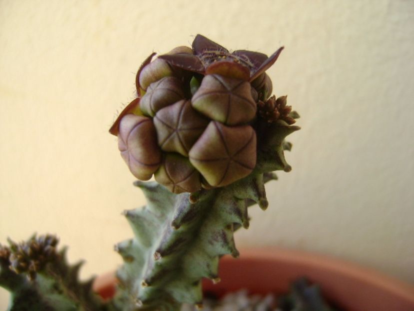 Caralluma europaea - Stapeliade 2017