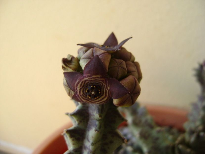 Caralluma europaea - Stapeliade 2017