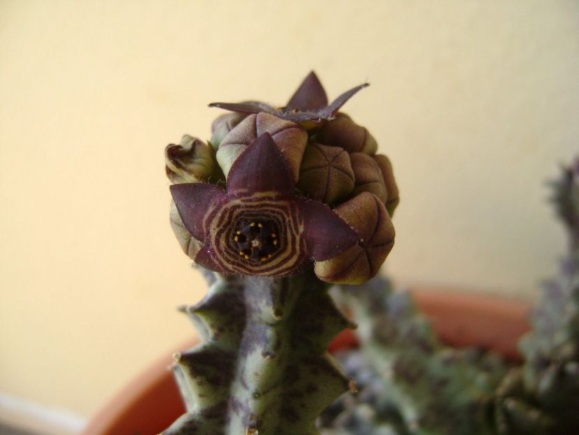 Caralluma europaea - Stapeliade 2017