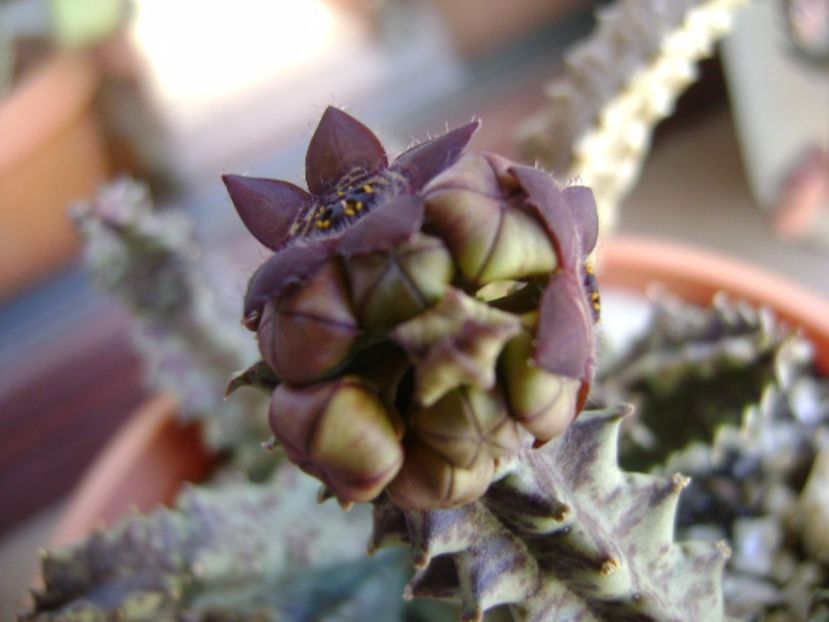 Caralluma europaea - Stapeliade 2017