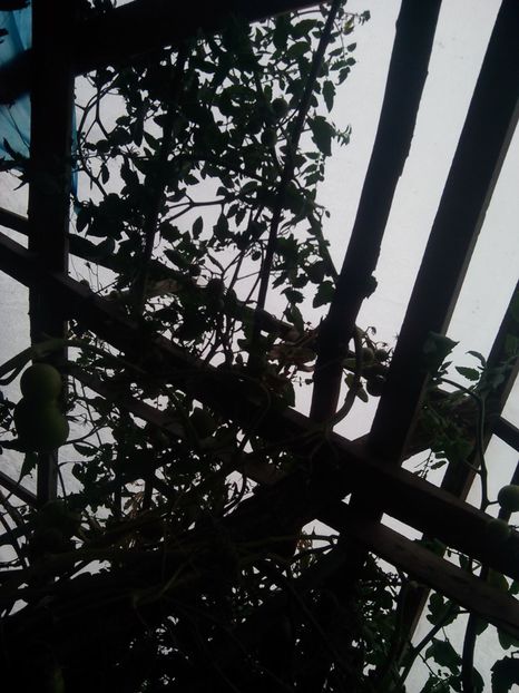  - Tomate pom soiul Baron