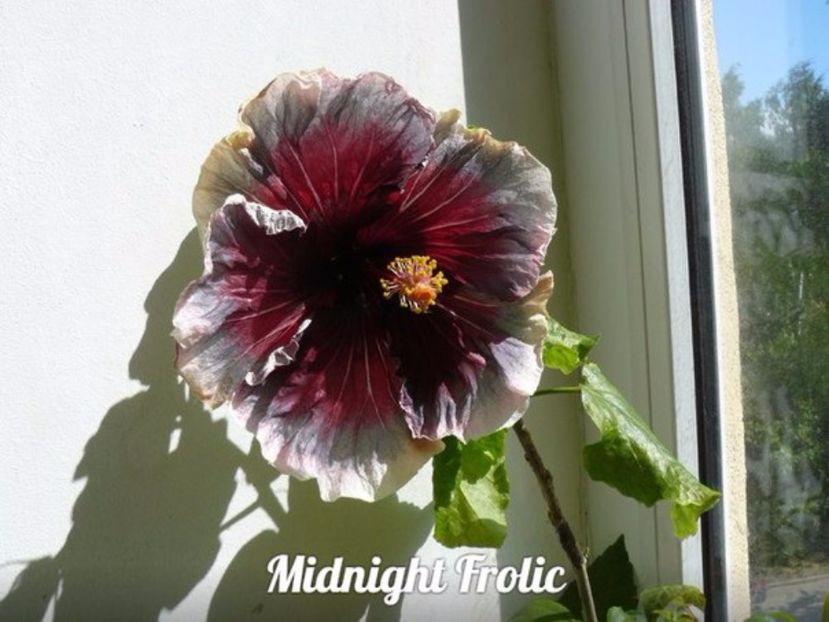 Midnight frolic - Lista cu dorinte