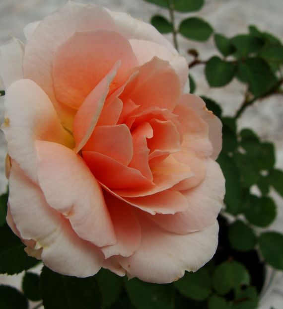 baby 1- 2017 - Trandafiri din seminte - experiment 2016-2017