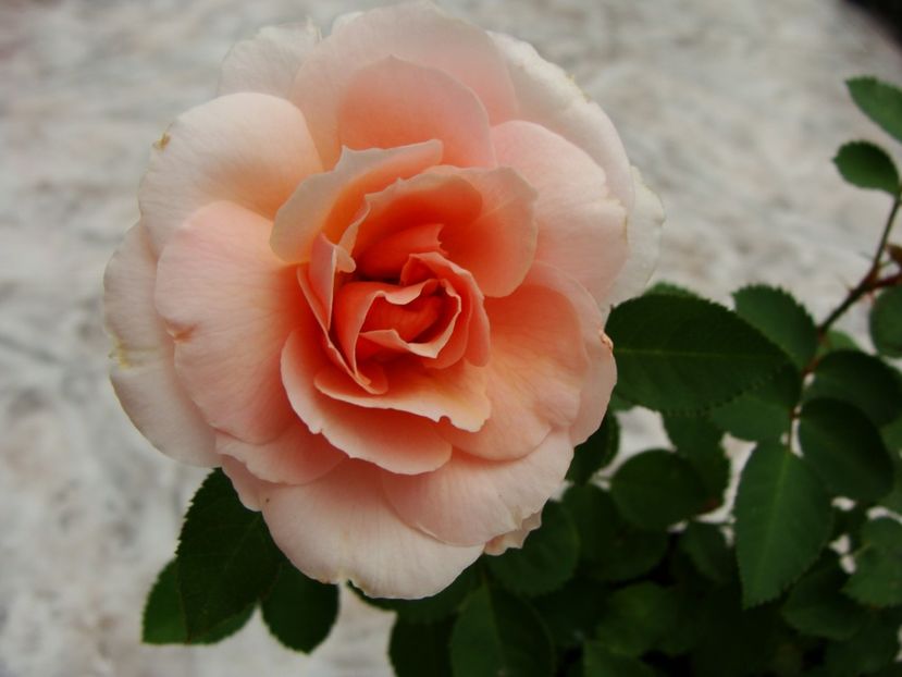 baby 1 floarea- 2017 - Trandafiri din seminte - experiment 2016-2017