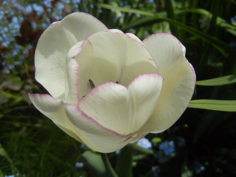 Tulipa Shirley (2017, April 15) - Tulipa Shirley