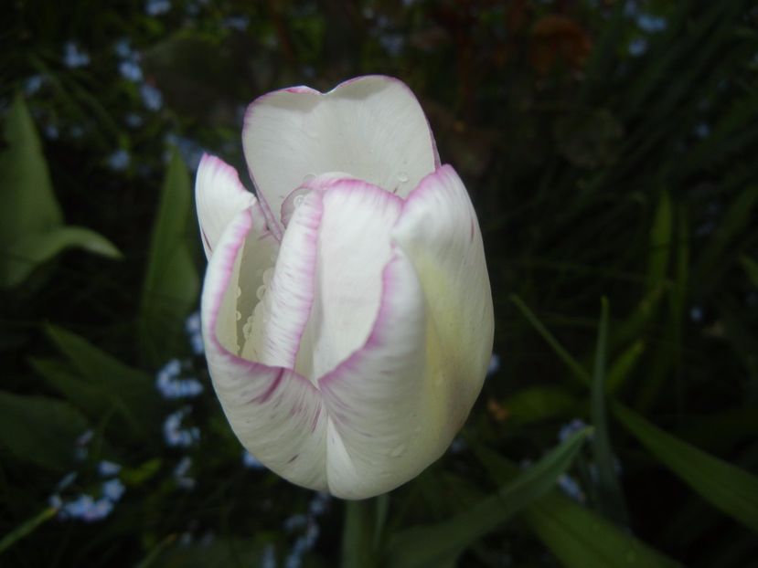 Tulipa Shirley (2017, April 17) - Tulipa Shirley