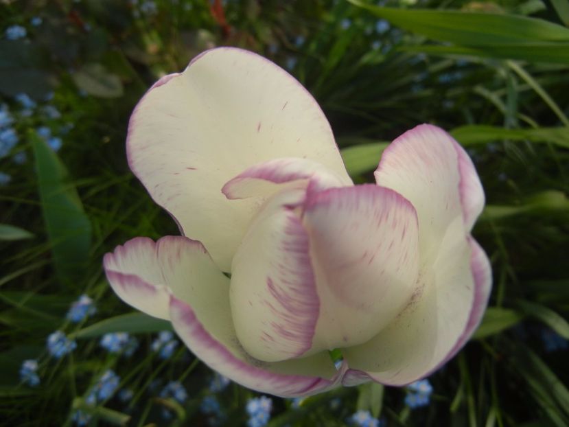 Tulipa Shirley (2017, April 22) - Tulipa Shirley