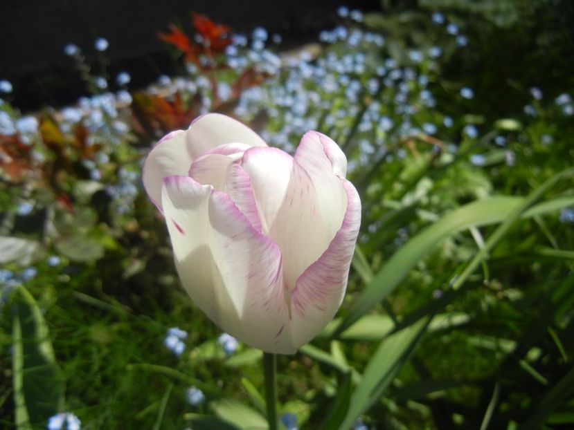 Tulipa Shirley (2017, April 22) - Tulipa Shirley