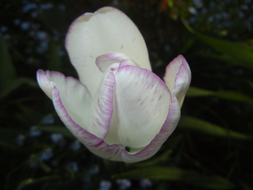 Tulipa Shirley (2017, April 22) - Tulipa Shirley