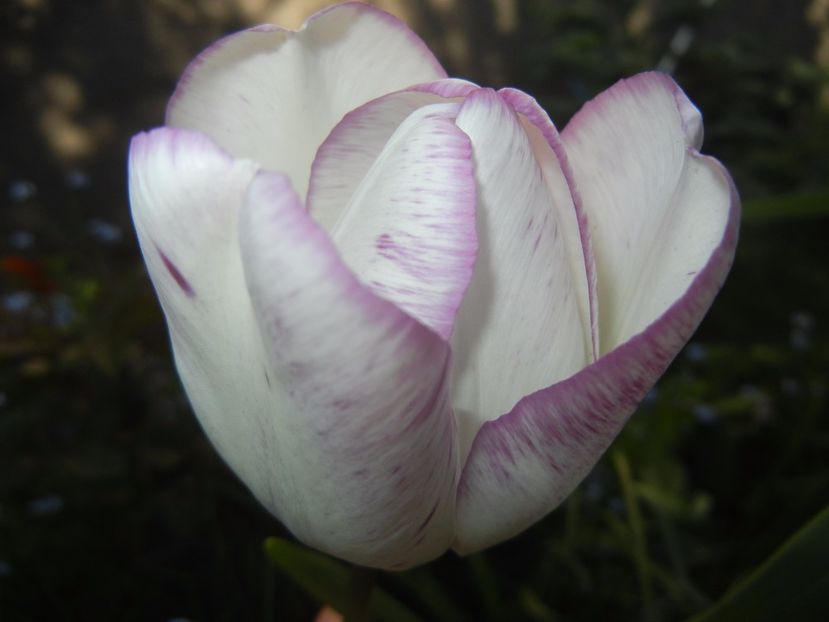 Tulipa Shirley (2017, April 24) - Tulipa Shirley
