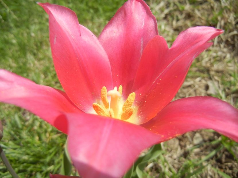 Tulipa Pimpernel (2017, April 16) - Tulipa Pimpernel