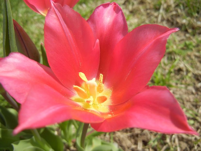 Tulipa Pimpernel (2017, April 16) - Tulipa Pimpernel