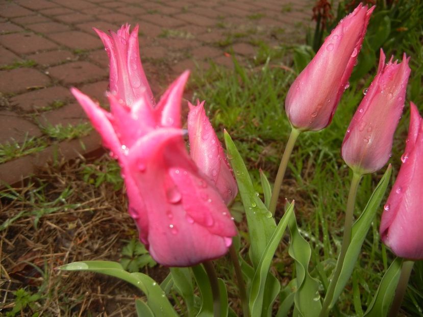Tulipa Pimpernel (2017, April 20) - Tulipa Pimpernel