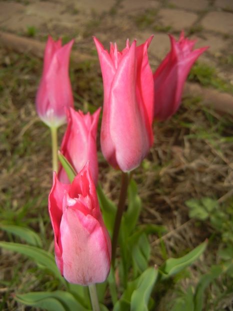 Tulipa Pimpernel (2017, April 21) - Tulipa Pimpernel
