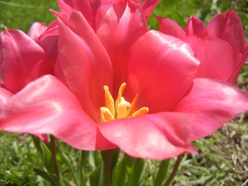 Tulipa Pimpernel (2017, April 22) - Tulipa Pimpernel