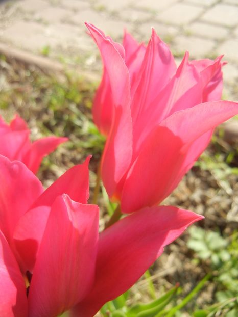 Tulipa Pimpernel (2017, April 22) - Tulipa Pimpernel