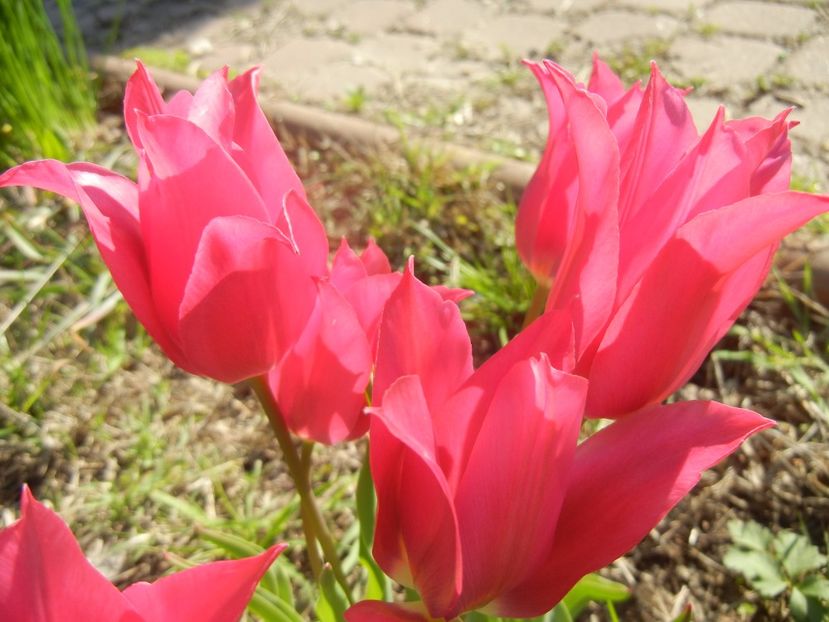 Tulipa Pimpernel (2017, April 22) - Tulipa Pimpernel