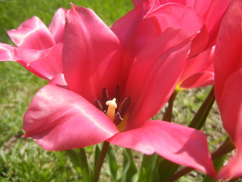 Tulipa Pimpernel (2017, April 22) - Tulipa Pimpernel