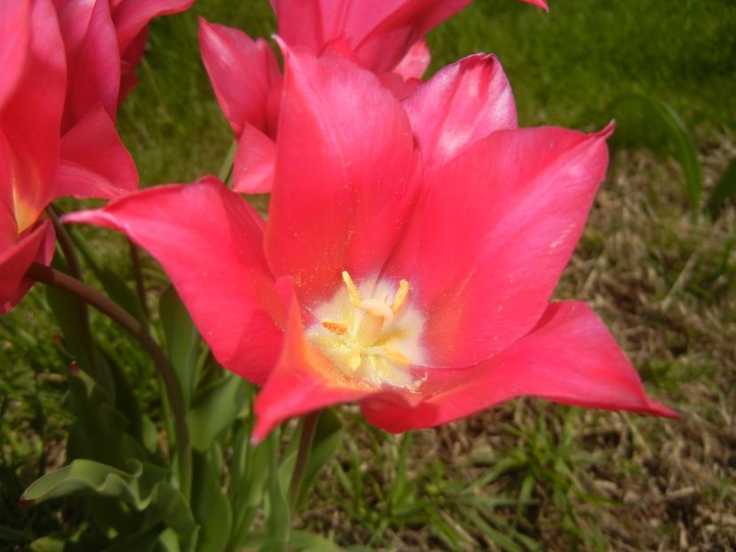 Tulipa Pimpernel (2017, April 23) - Tulipa Pimpernel