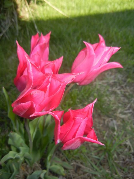 Tulipa Pimpernel (2017, April 24) - Tulipa Pimpernel