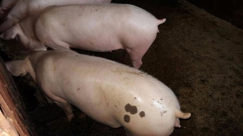 22343716_698066167058228_1826339621_o - scrofite landrace x zeiger