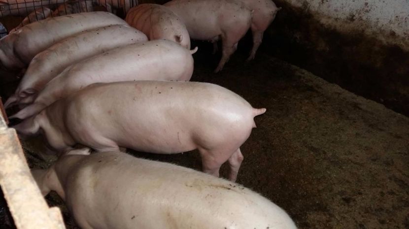 22368837_698066190391559_1800331398_o - scrofite landrace x zeiger