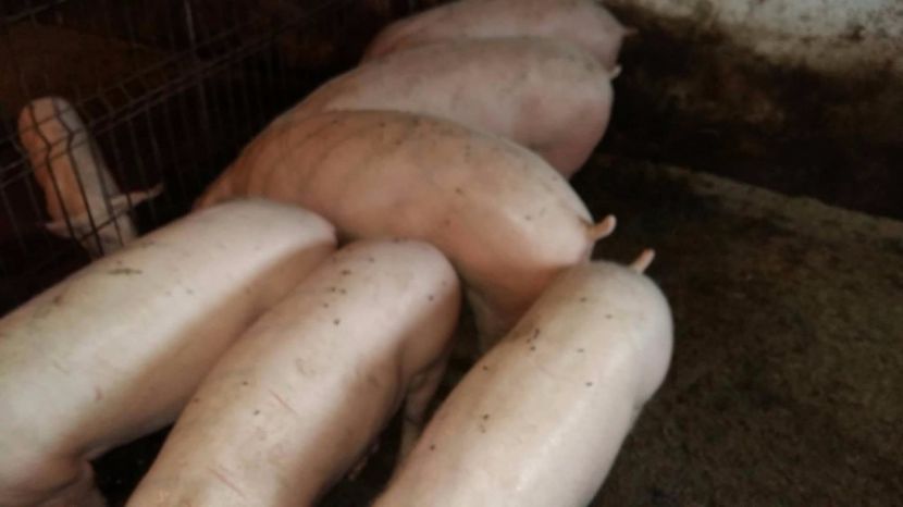 22343656_698066173724894_116247554_o - scrofite landrace x zeiger