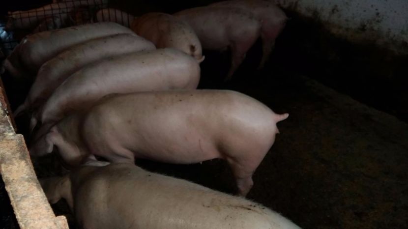 22323716_698066157058229_561699935_o - scrofite landrace x zeiger