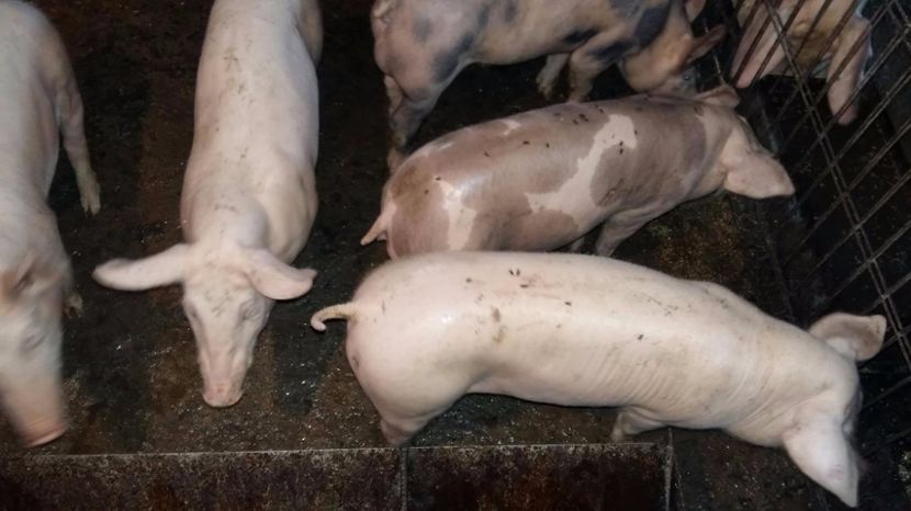 22375428_698068023724709_688275765_o - vierusi zeiger