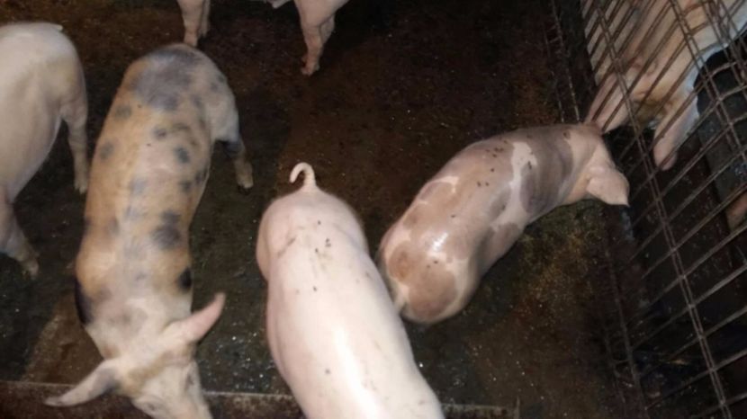 22343853_698069363724575_136176939_o - vierusi zeiger