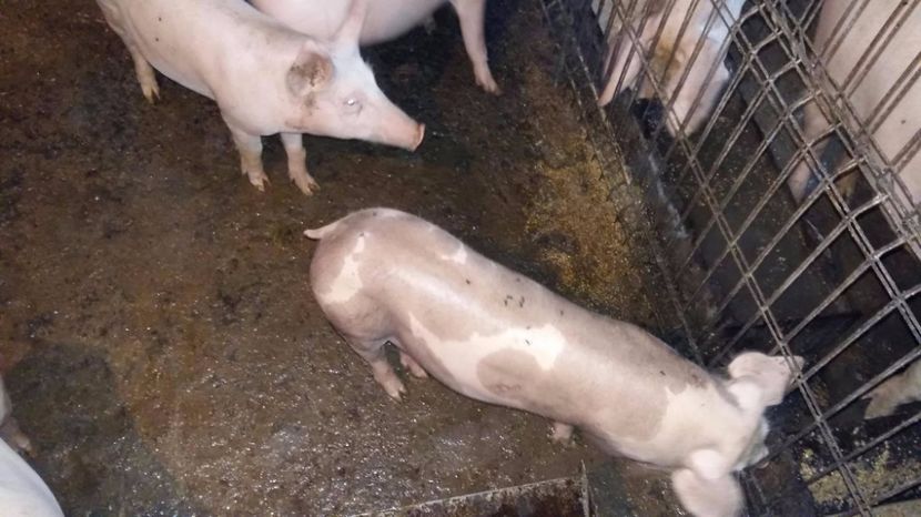 22343718_698067713724740_1882843769_o - vierusi zeiger